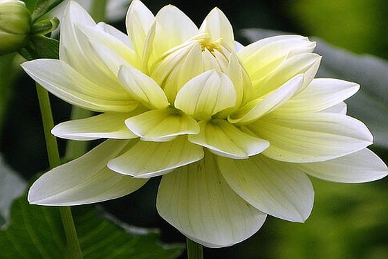DAHLIA<br /><span>Waterlily Dahlias</span>