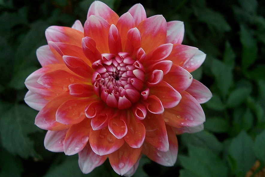 DAHLIA<br /><span>Small-Flowered Waterlily Dahlias</span>