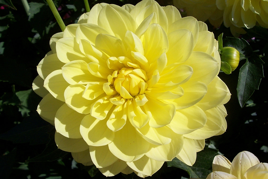 DAHLIA<br /><span>Medium-Flowered Waterlily Dahlias</span>