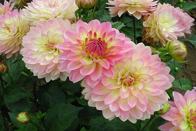 DAHLIA<br /><span>Miniatur-Flowered Waterlily Dahlias</span>