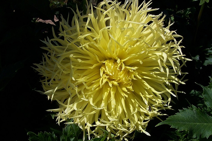 DAHLIA<br /><span>Fringed Dahlias</span>