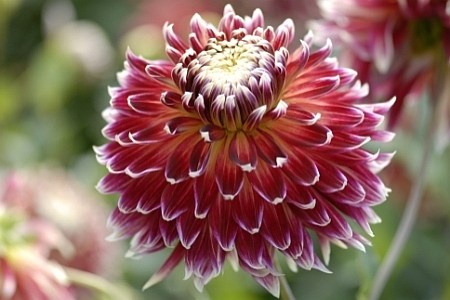 DAHLIA<br /><span>Chrysanth-Flowered Dahlias</span>