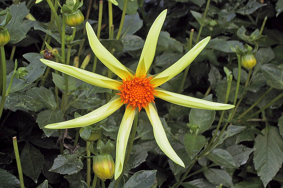 DAHLIA<br /><span>Star-Flowered Dahlias</span>