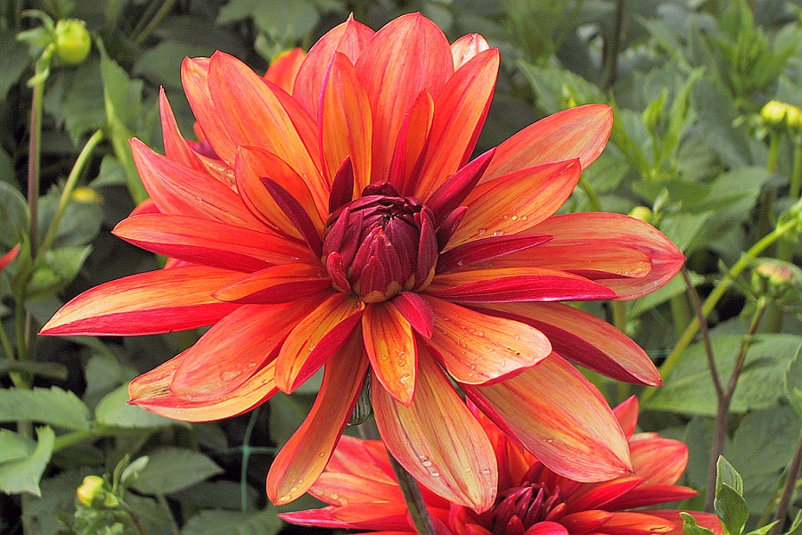 DAHLIA<br /><span>Orchid-Flowering Dahlias</span>