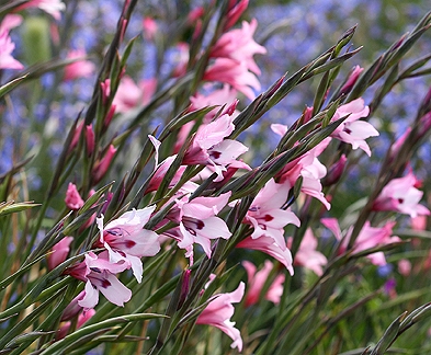 GLADIOLUS<br /><span>Gladiolus - Winter Blooming Species And Hybrids</span>