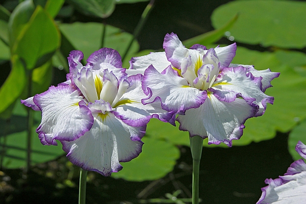 IRIS<br /><span>Japanese Irises</span>