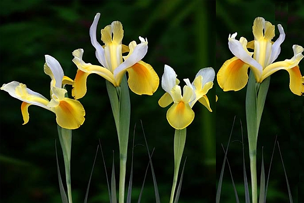 IRIS<br /><span>Dutch Irises</span>