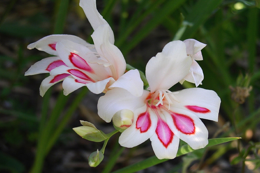 GLADIOLUS<br /><span>Nanus & Butterfly Gladiolus</span>