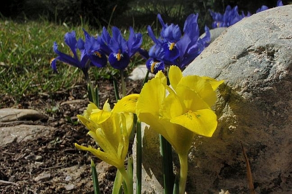 IRIS<br /><span>Dwarf Irises</span>