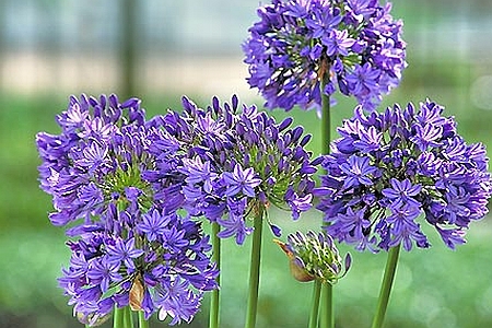 AGAPANTHUS<br /><span>African Lily</span>