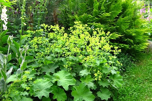 ALCHEMILLA<br /><span>Alchemila</span>