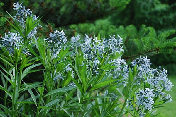 AMSONIA<br /><span>Blue Star</span>
