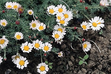 ANACYCLUS<br /><span>Mount Atlas Daisy</span>