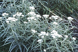 ANAPHALIS<br /><span>Pearl Of The Mountain</span>
