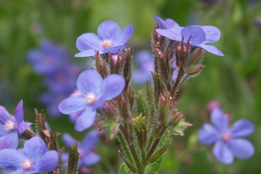 ANCHUSA