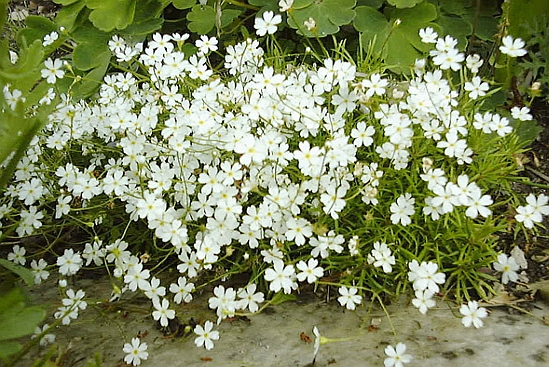 ANDROSACE