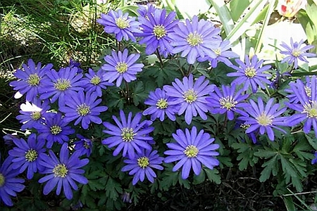 ANEMONE<br /><span>Anemone, Bulbous</span>