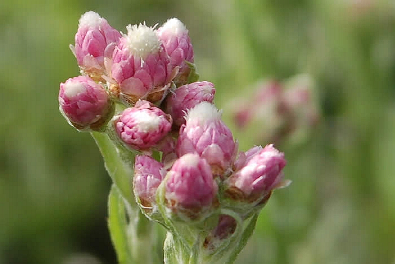 ANTENNARIA<br /><span>Pussytoes</span>