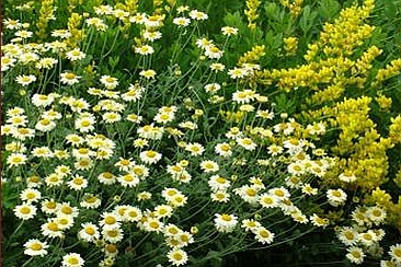 ANTHEMIS<br /><span>Golden Marguerite</span>