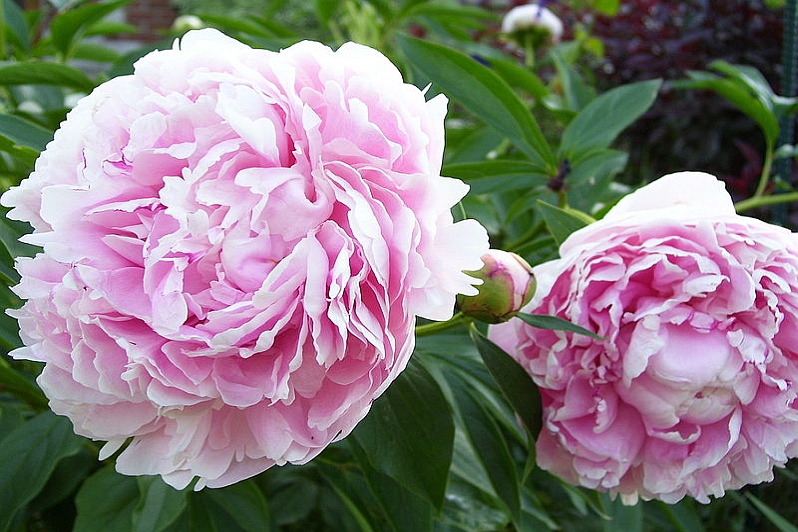 PAEONIA<br /><span>Peony</span>