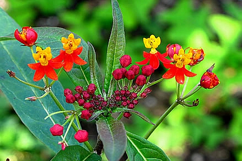 ASCLEPIAS<br /><span>Milkweed</span>