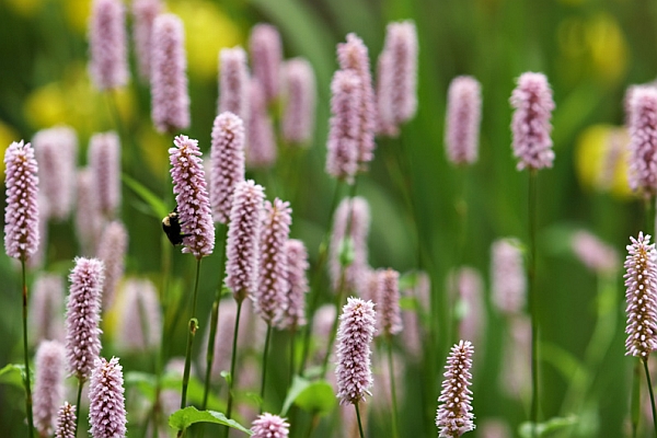 BISTORTA, PERSICARIA