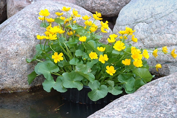 CALTHA<br /><span>Marsh Marigold</span>
