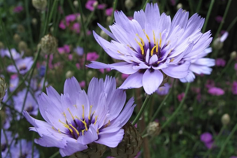 CATANANCHE<br /><span>Cupids Dart</span>