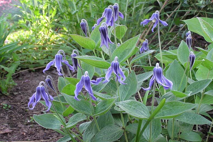 CLEMATIS<br /><span>Clematidă Erbacee</span>