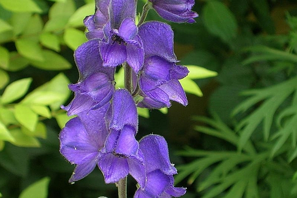 ACONITUM