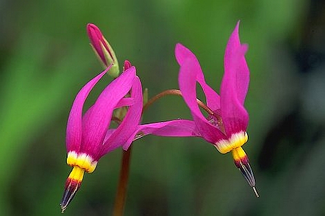 PRIMULA, PRIMULA<br /><span>Shooting Star</span>