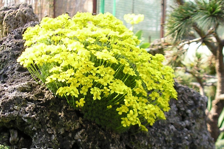 DRABA<br /><span>Whitlow Grass</span>