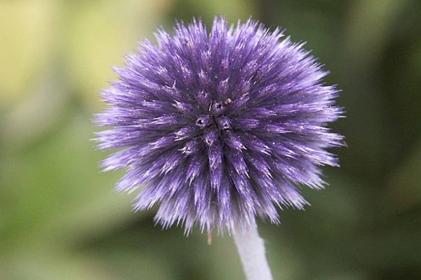 ECHINOPS<br /><span>Globe Thistle</span>