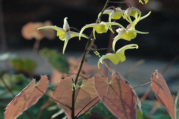 EPIMEDIUM<br /><span>Bishop`s Hat</span>