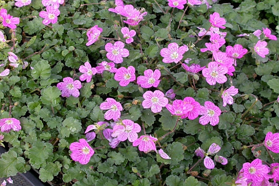 ERODIUM<br /><span>Heron`s Bill</span>