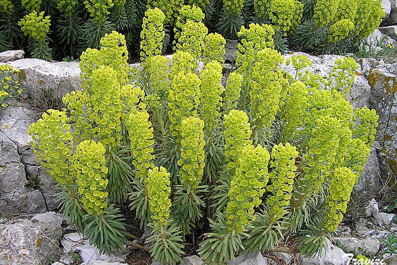 EUPHORBIA<br /><span>Woody Spurge</span>