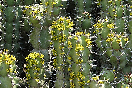 EUPHORBIA