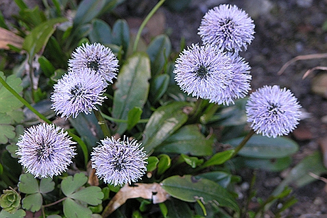 GLOBULARIA