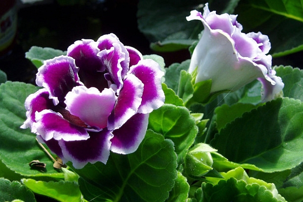 GLOXINIA, SINNINGIA