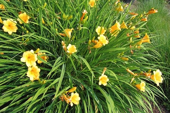 HEMEROCALLIS<br /><span>Daylily</span>