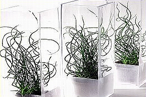 Glass