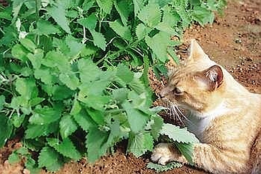 NEPETA<br /><span>Menta Pisicii</span>