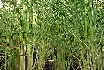 CYMBOPOGON<br /><span>Iarbă De Lămâie</span>