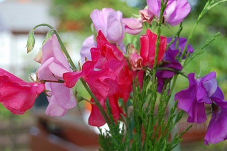 LATHYRUS<br /><span>Sweet Peas</span>