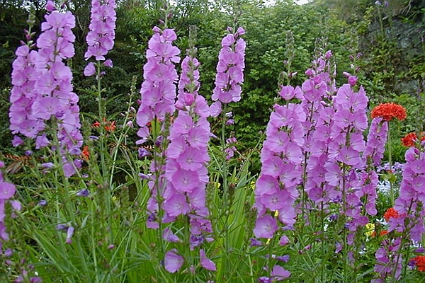 SIDALCEA