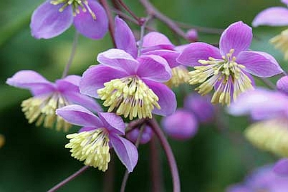 THALICTRUM<br /><span>Medow Rue</span>