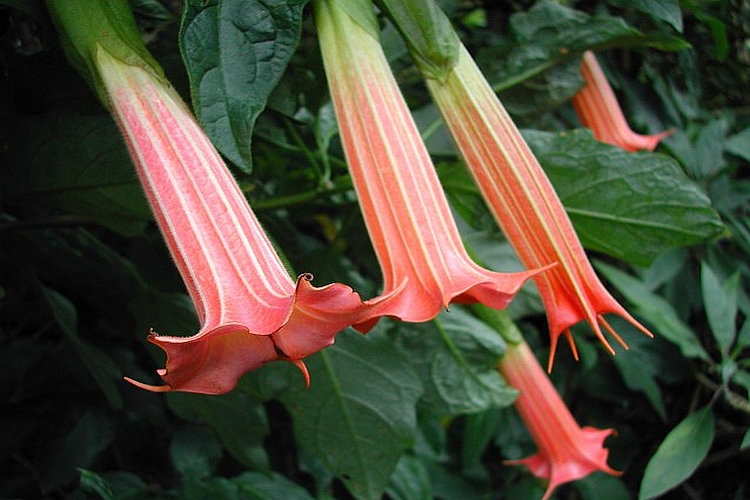 BRUGMANSIA<br /><span>Trompeta Îngerilor</span>