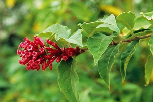 CESTRUM