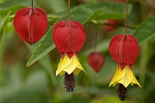 ABUTILON