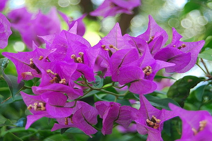 BOUGAINVILLEA